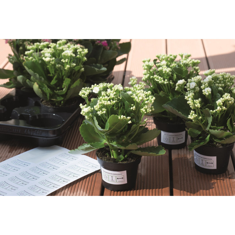 Herma SKT 4573 66x33,8mm irtoava tarra
